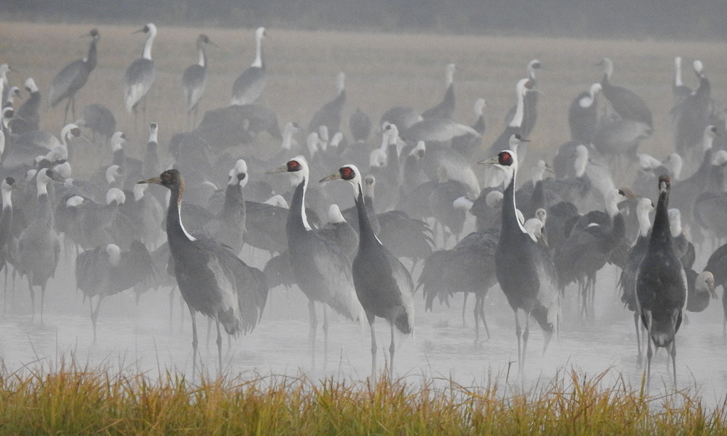 White-naped Cranes on a rare misty morning at dawn © Mark Brazil